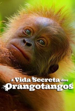 Filme A Vida Secreta dos Orangotangos 2024